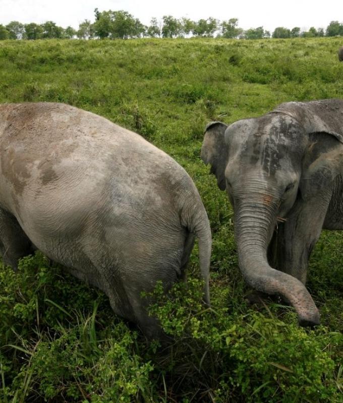 Indonesia sends reinforcements to Sumatra national park after task force post destroyed in palm oil backlash