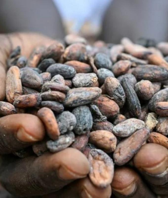 Mars, KitKat and Cadbury named in probe into Liberia’s cocoa-driven deforestation