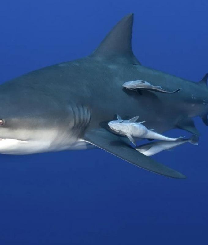 Bull shark kills woman, injures man off Australia’s New South Wales beach