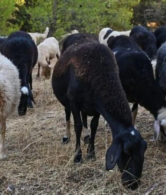Greek sheep and goat cull raises fears of feta cheese shortage