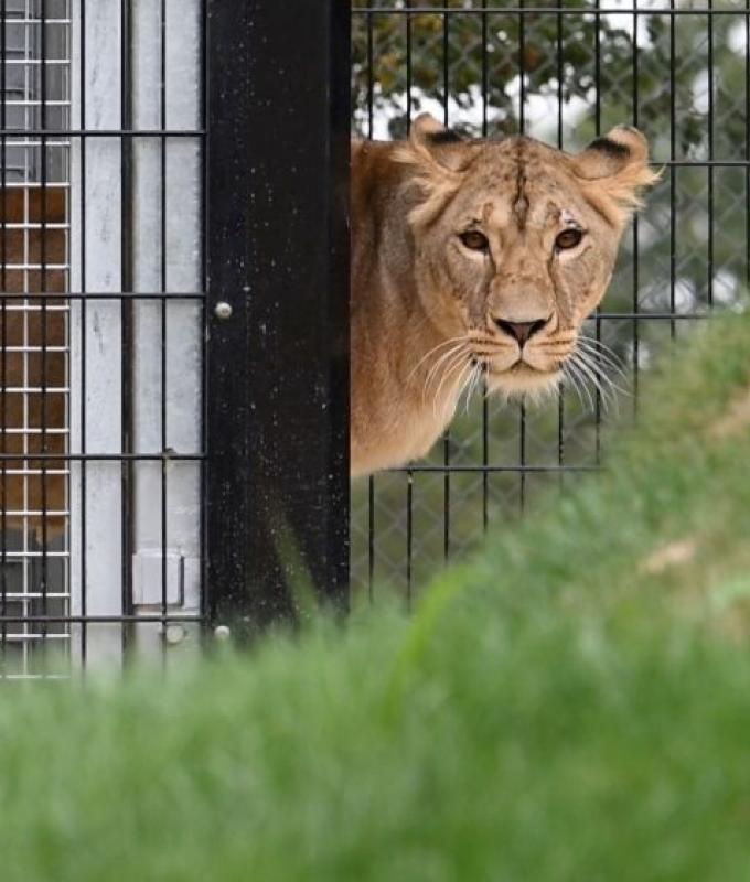 Brazilian teen mauled to death by lioness after climbing into zoo enclosure