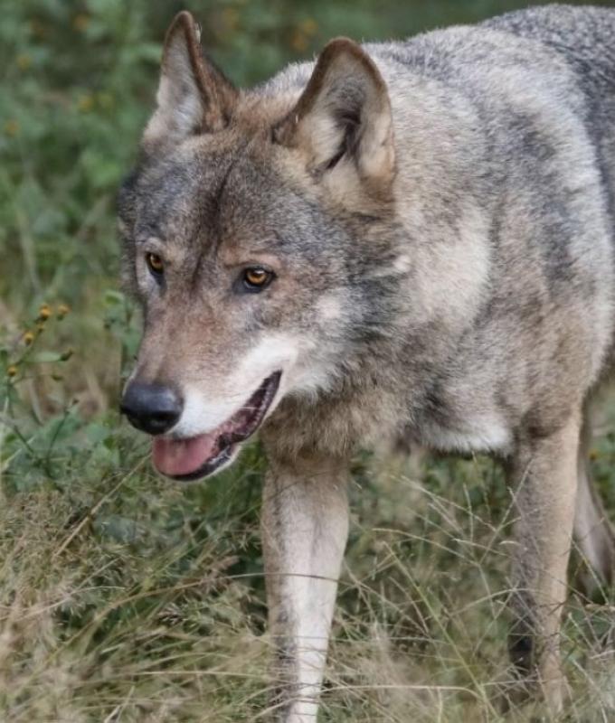 Wolf on the run at Tokyo zoo sends visitors scrambling