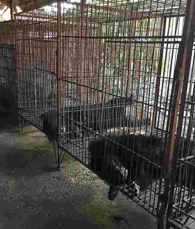 Controversial bear bile farming to be banned in South Korea from 2026, 199 bears still captive