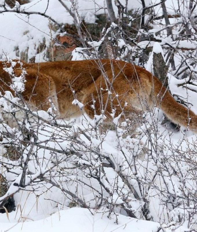 US woman dies in rare suspected mountain lion mauling in Colorado, first fatality in decades