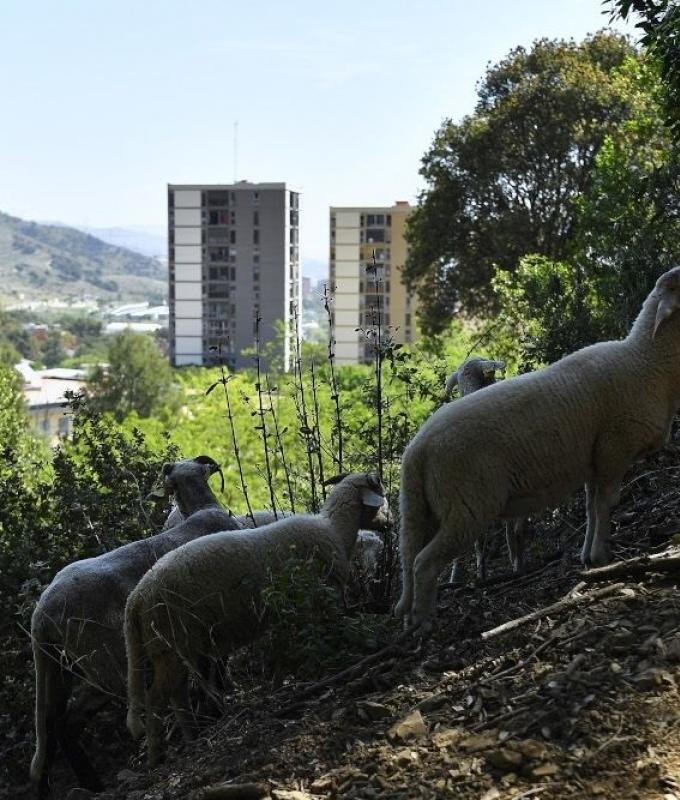 Indonesia says no to goats, sheep as deadly livestock virus spreads across South-east Asia