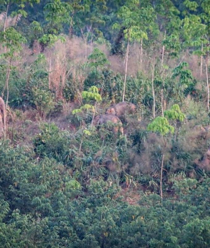 Thailand puts wild elephants on birth control as human-animal conflict rises