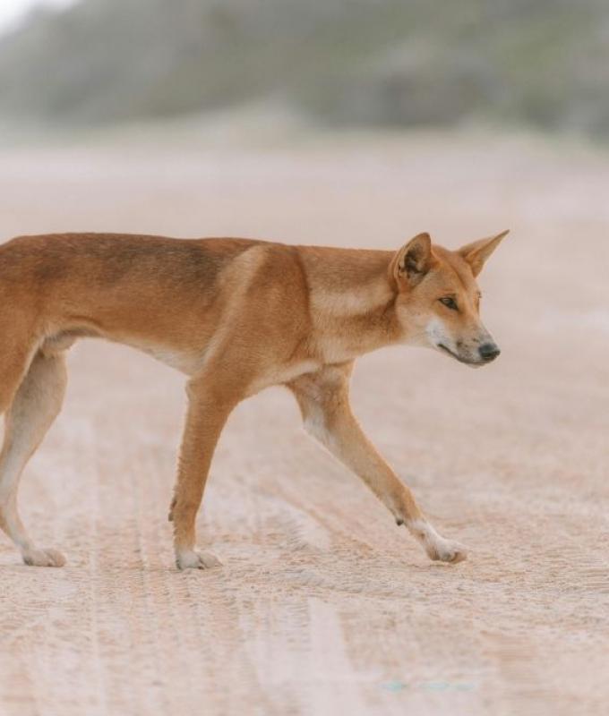 Backlash as Australia kills dingoes after backpacker death