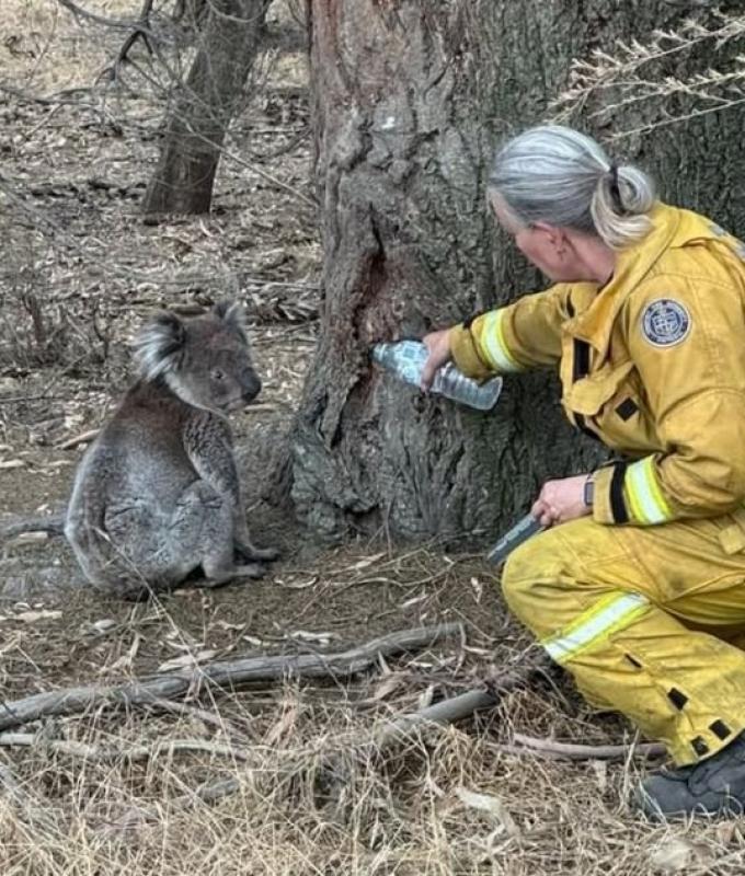 Record-breaking Australia heatwave fuels bushfires, cuts power to thousands