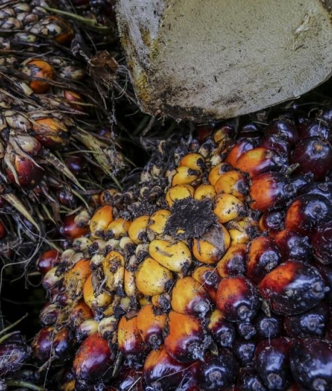 Indonesia clamps down on palm oil waste exports as Prabowo pursues energy self-sufficiency