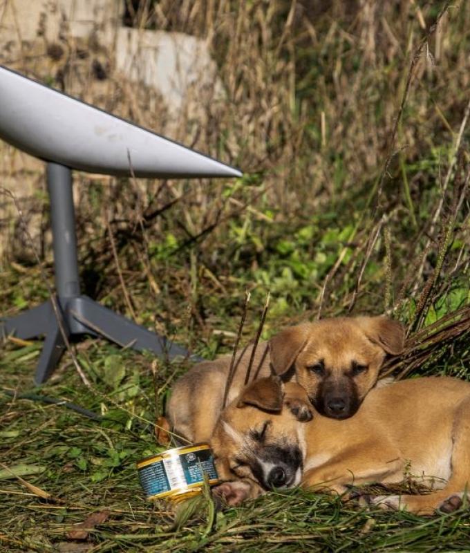 Vietnam grants licence to Musk’s Starlink, expanding satellite internet access