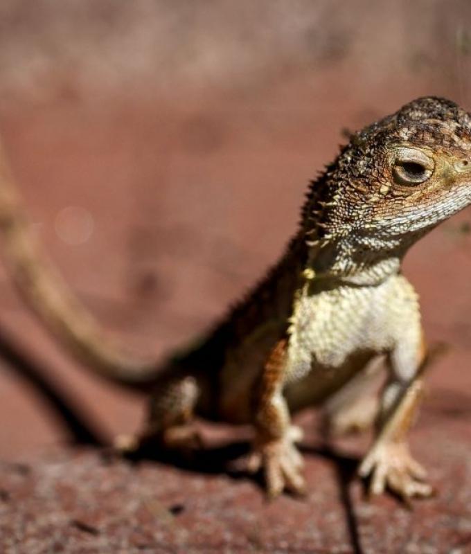 Sydney man jailed eight years for smuggling native reptiles in popcorn bags