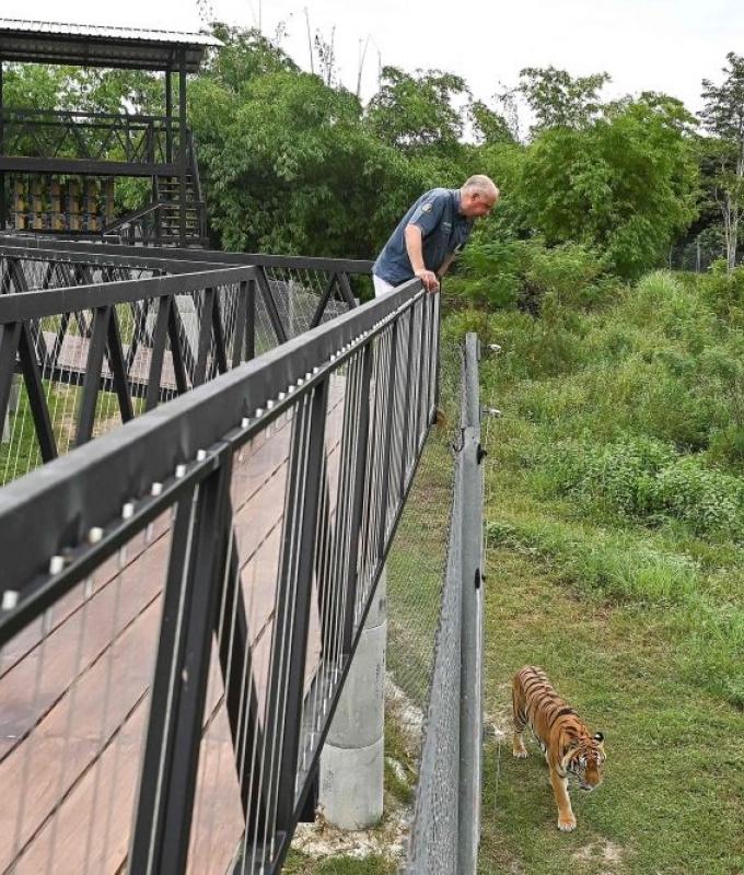 Authorities probe virus, bacterial infection after 72 tigers die in northern Thailand