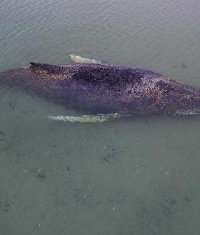 Beached humpback whale frees itself after days‑long rescue effort in Germany