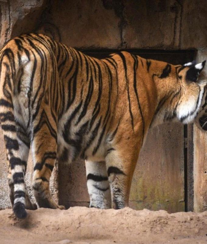 Born last year, gone in days: Feline virus claims two Bengal tiger cubs at Bandung Zoo in Indonesia