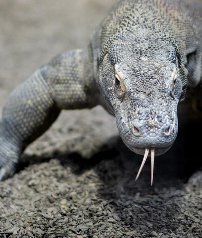 Indonesia to loan endangered Komodo dragons to Japan for breeding, in exchange for red pandas and giraffes