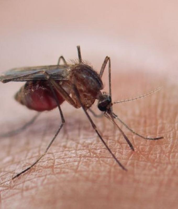 WHO gives green light to infant malaria treatment in global first