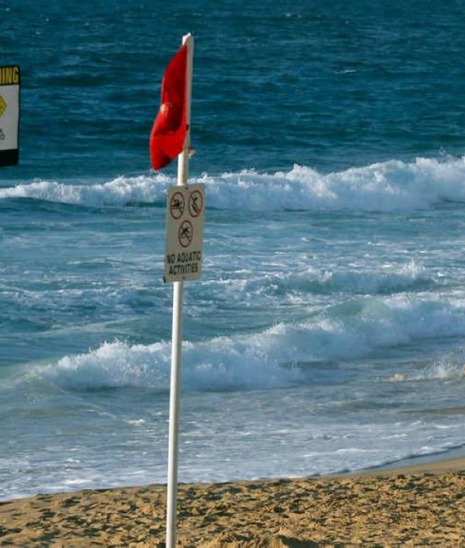Shark alert: Sydney beaches shut after whale carcass draws great whites and bull sharks