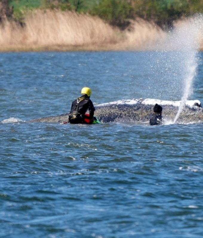Germany launches multi‑day operation to move stranded humpback from Baltic to North Sea