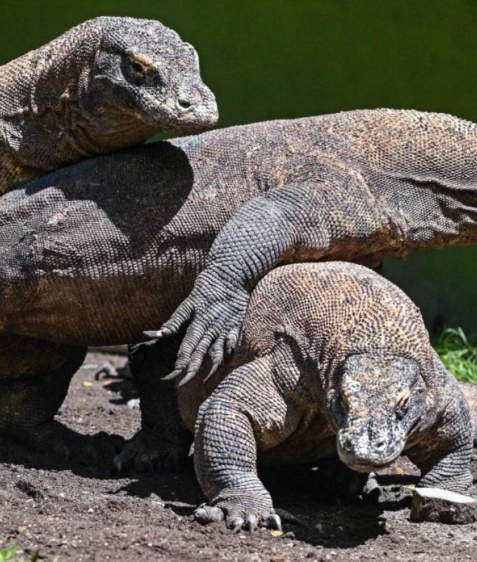 Dragon diplomacy: Indonesia sends Komodo pair to Japan zoo under conservation agreement