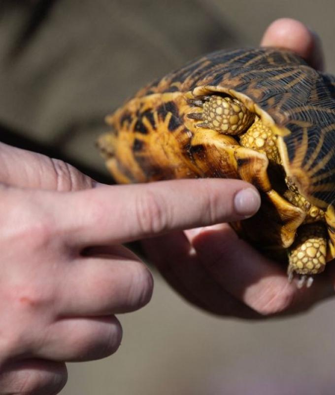 Thailand busts Taiwanese woman hiding 30 star tortoises under her clothes at Suvarnabhumi
