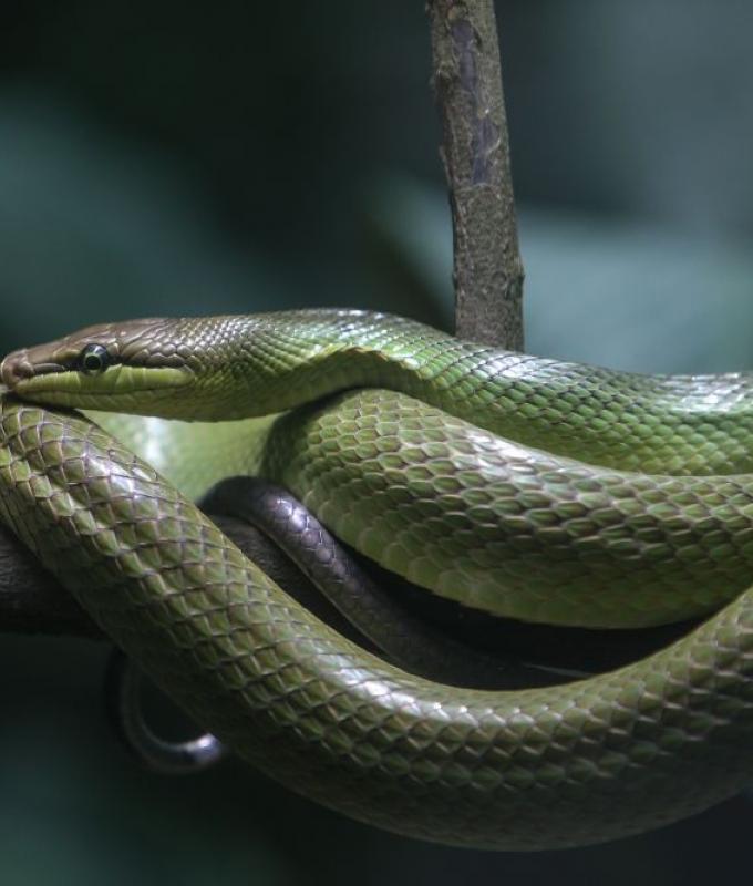 India school meal scare: 165 children ill after free lunch, snake found in pot