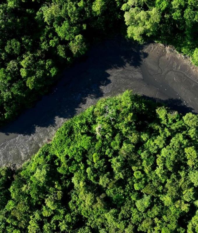 Report: Amazon rainforest ‘under attack’ from organised crime