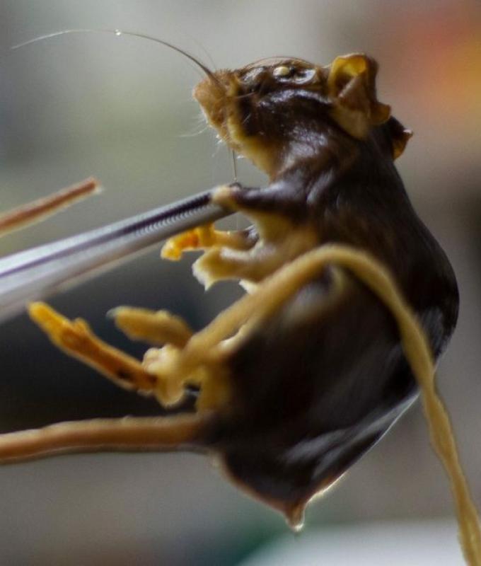 WHO says deadly cruise ship hantavirus outbreak involves rare human-to-human strain