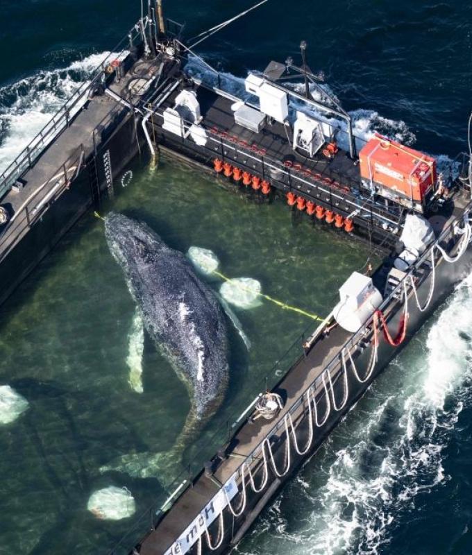 ‘Timmy’ the humpback whale saved in €1.5m Germany rescue found dead in Danish waters