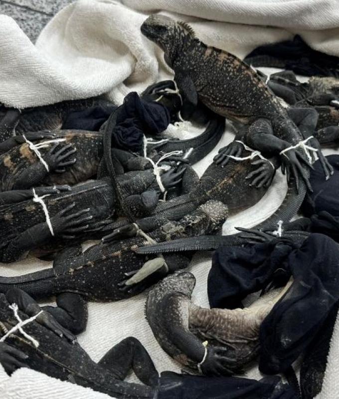 Three Thais arrested in Ecuador over alleged trafficking of rare Galapagos iguanas