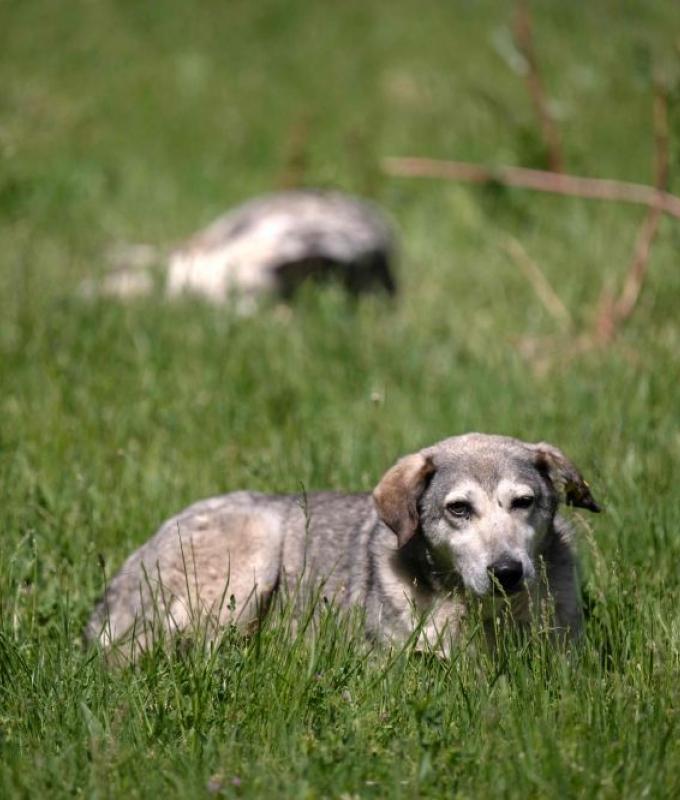 The dog did it: US cops stunned after pet allegedly fires shotgun outside store, injures woman