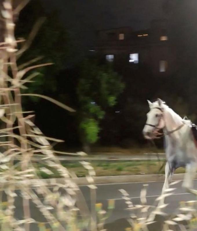 From parade drill to pandemonium: Horses gallop 14km through Rome after unauthorised fireworks