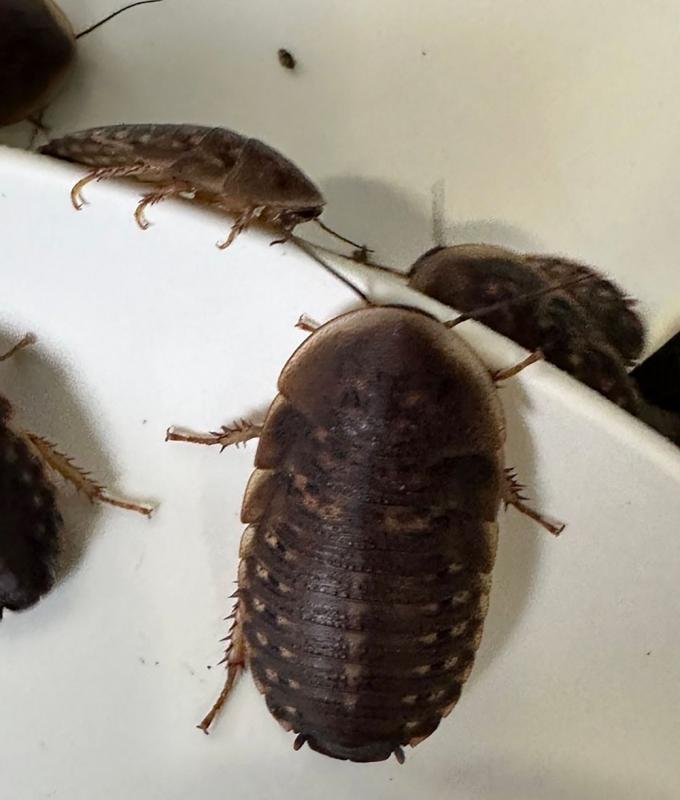 Australia seizes 100,000 cockroaches from illegal breeding operation