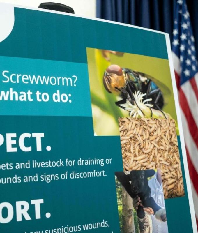 US reports second case of dangerous livestock pest