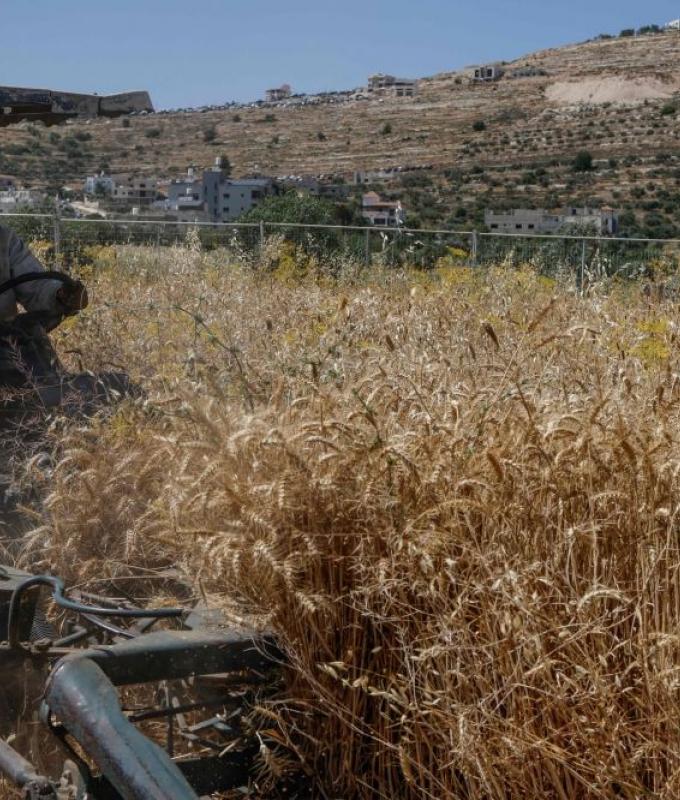 Palestinian farmers ‘steal’ their own crops as settler violence surges across occupied West Bank