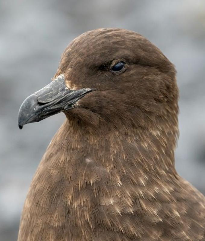 H5 bird flu reaches Australia, completing spread across all continents