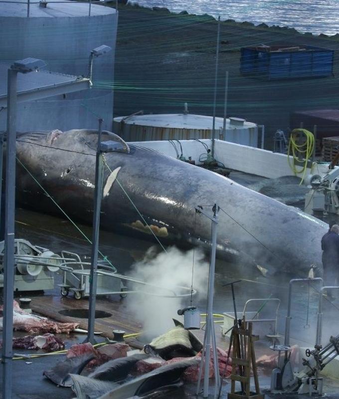 Iceland resumes whale hunt despite global outrage, activists condemn cruel slaughter for unwanted meat