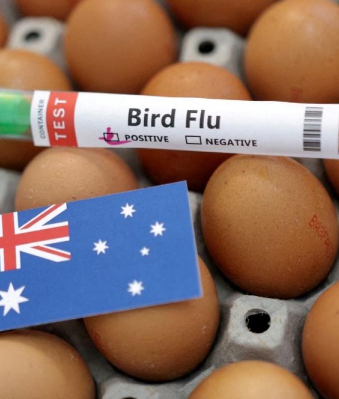 Australia confirms second H5N1 bird flu case in three days, vows to curb spread