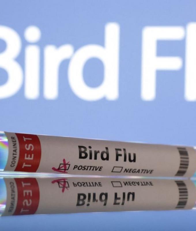 H5N1 bird flu reaches second Australian state; PNG bans poultry imports