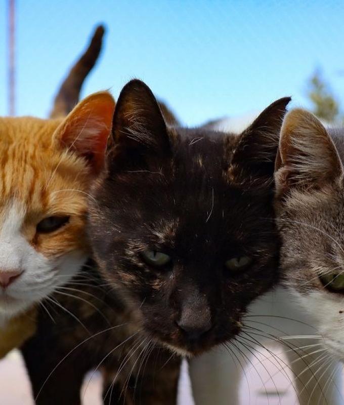 Cat meat trade thrives in Indochina as superstition keeps brutal underground market alive