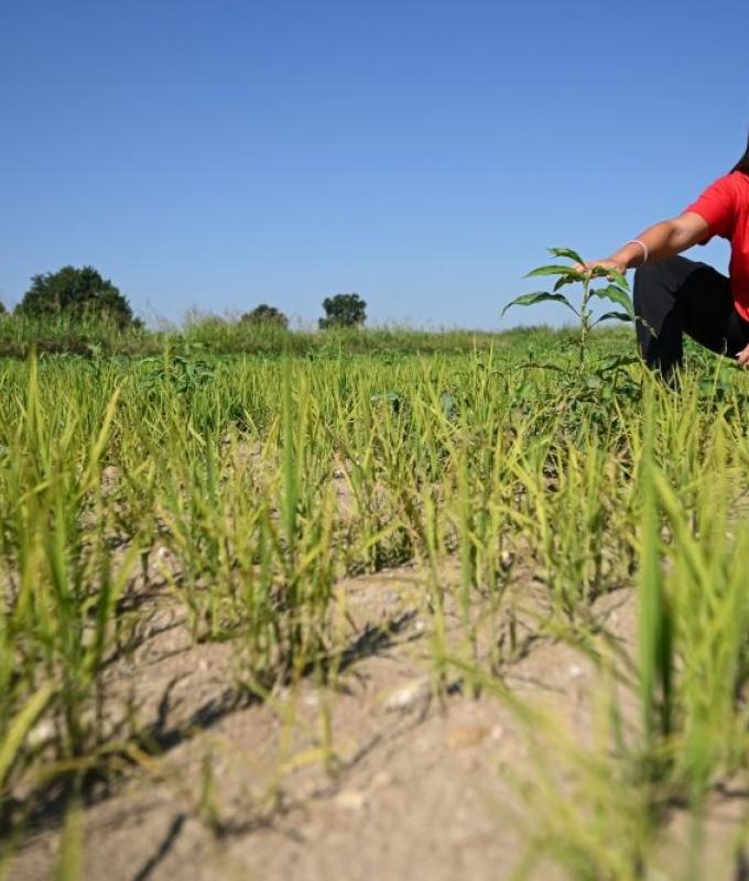 No rice, no life: Italian farmers fear another devastating drought as heatwave dries up paddies