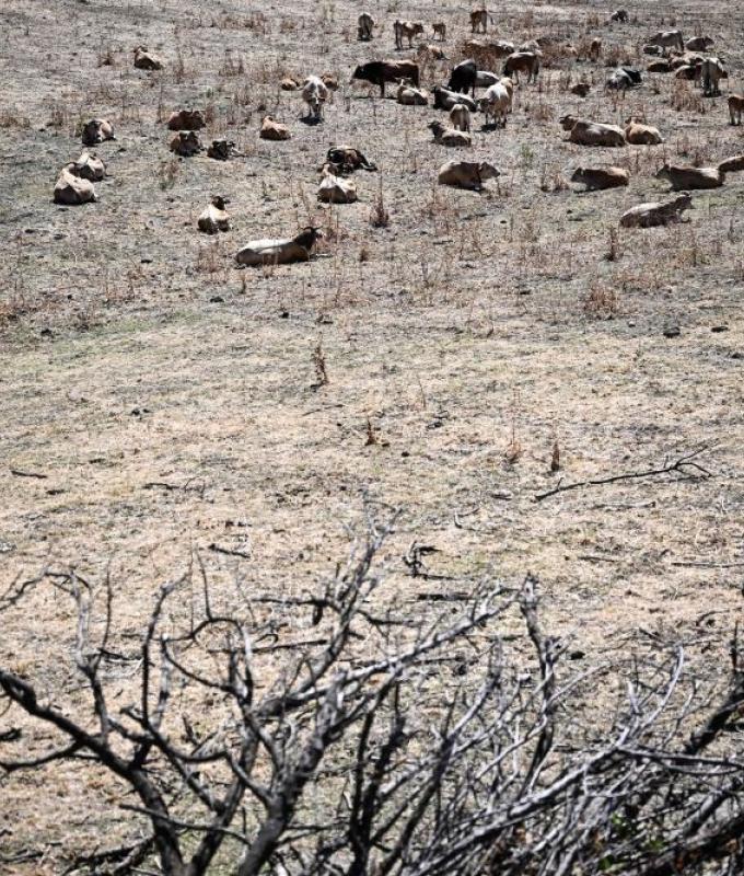 At least 12 dead after wildfire tears through southern Spain amid heatwave