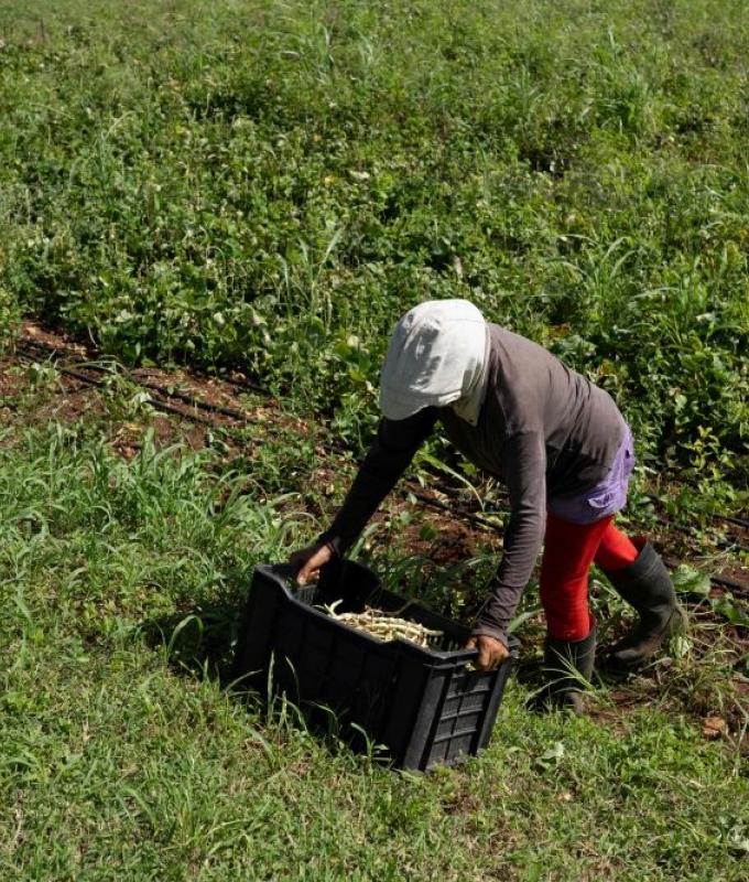 Tractor sits idle, oxen pull plough as Cuba’s energy crunch cripples small farms