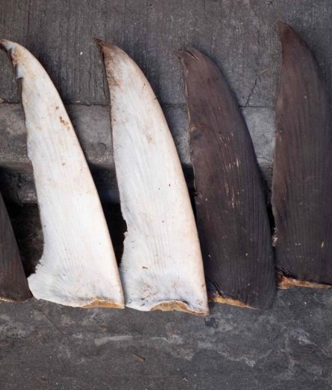 Illegal shark fins flood Senegal port as Chinese vessels flout bans, conservationists alarmed