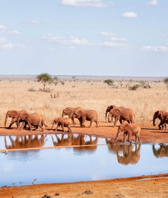 Toxic substance suspected after 15 elephants die in Kenya’s Amboseli park