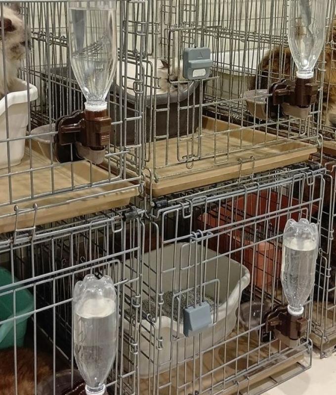 All paws accounted for: 25 cats rescued from Japan mall gutted by quake-triggered explosion