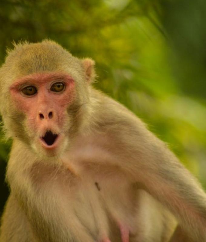 One monkey, 18 human victims: Sumatra finally catches attacker after two-week rampage forced island-wide school shutdown