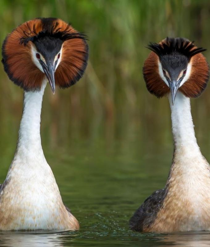 Australia to vaccinate birds against H5 avian influenza