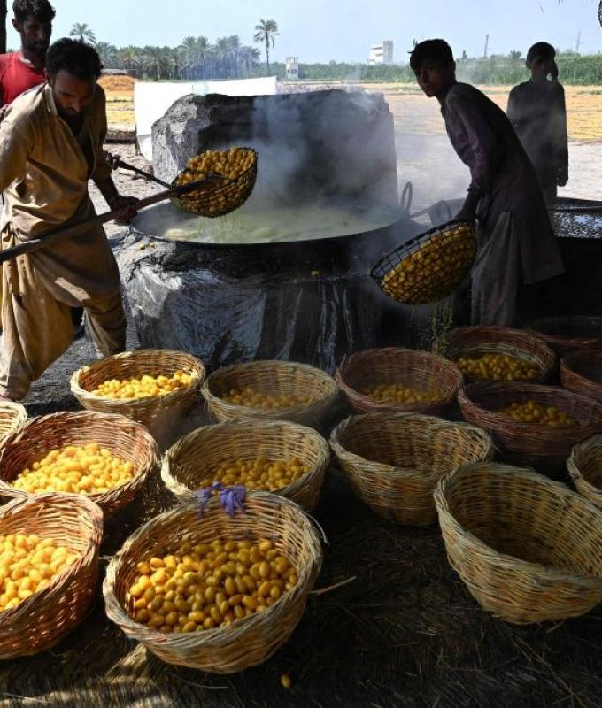 ‘Unbearable’ heat makes Pakistan’s date harvest a gruelling battle for workers
