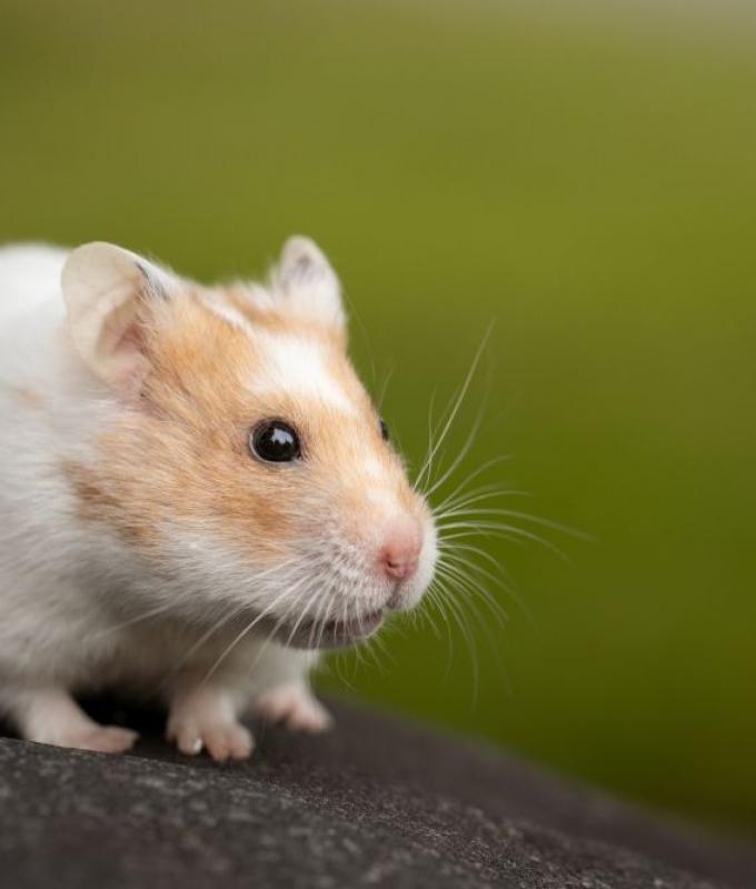 Hamster killer: Japan man arrested twice over deaths of 50 furry creatures