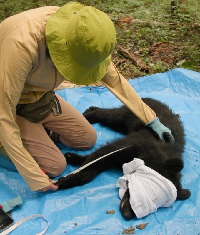Surviving together: In Japan’s mountains, a different way to manage bears